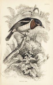 Brown-throated Watt-eye, Platysteira cyanea (Show Tody, Platystera lobata) by Unbekannter Künstler