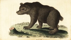 Brown bear, Ursus arctos (1800) by Unbekannter Künstler