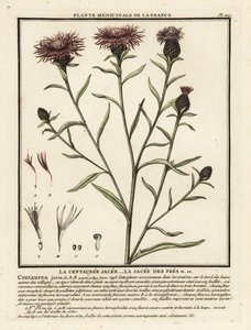 Brown Knapweed, Centaurea jacea by Unbekannter Künstler