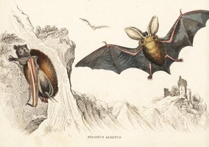 Brown long-eared bat or common long-eared bat by Unbekannter Künstler