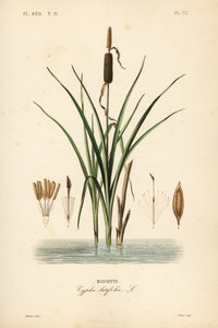 Bulrush or broadleaf cattail