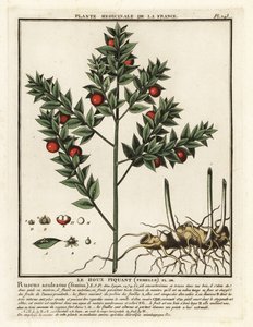 Butcher’s broom