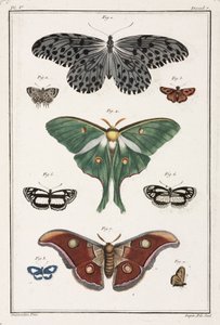 Butterflies by Unbekannt