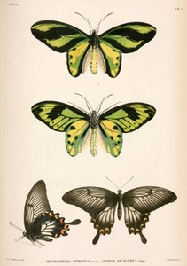 Butterflies, Indonesia by Unbekannt