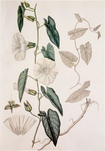 Calystegia sepium, Hedge Bedding by Unbekannt