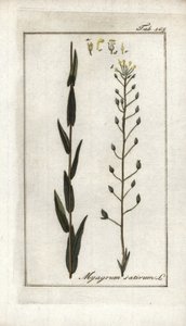 Cameline or Flax Basard or Sesame from Germany, Camelina sativa