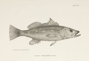 Camotillo, Pacific Ocean, c. 1832-1836 by Unbekannter Künstler