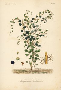 Canadian moonseed or yellow parilla by Unbekannt