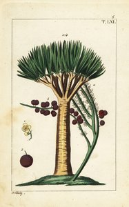 Canary Islands dragon tree, Dracaena draco. Vulnerable.