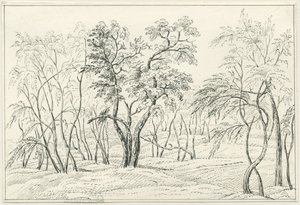 Cannock Chase