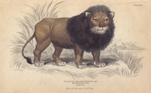 Cape Lion. Lithograph by William Lizars, Based on a Drawing by Charles Hamilton Smith, for Bibliotheque Naturaliste, Mammals, Les Felins, by Sir William Jardine, Published in 1834 in Edinburgh (Scotland)