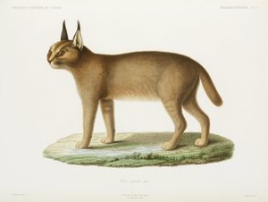 Caracal, Algeria