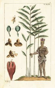 Cardamom Tree, Elettaria Cardamomum by Unbekannter Künstler