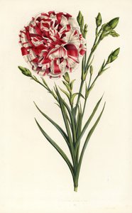 Carnation hybrid, Louis Napoleon, Dianthus caryophyllus. Handcoloured lithograph from Louis van Houtte and Charles Lemaire