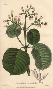 Cartagena Bark, Cinchona Cordifolia