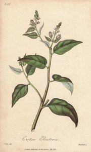 Cascarilla (Croton eleuteria) - Strong Water by William Clarke to illustrate Medical Botanical, Description of the Medicinal Plants of London, Edinburgh and Dublin by John Stephenson and James Morss Churchill