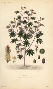 Castor bean or castor oil plant