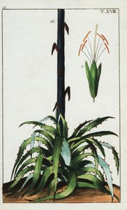 Century Plant, Agave Americana by Unbekannter Künstler