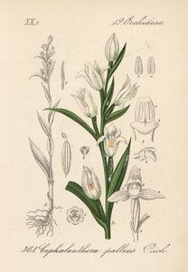 Cephalanthere Has Epe or Long-leaved - Sword-leaved Helleborine, Cephalanthera longifolia (Cephalanthera pallens). Handcoloured lithograph from Diederich von Schlechtendal