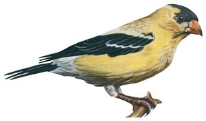 Goldfinch (Carduelis tristis)