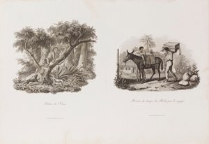 Hunt of the Eleven, from the Brasiliana Iconographic Collection by Unbekannter Künstler
