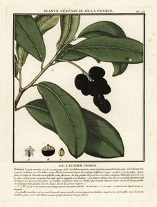 Cherry laurel