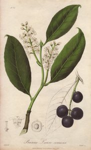 Cherry laurel or laurel almond or laurel pame or trebizonde laurel (Prunus Lauro-cerasus) - Drain by William Clarke to illustrate Medical Botanical, Description of the Medicinal Plants of London, Edinburgh and Dublin by John Stephenson and James Morss Chur by Unbekannter Künstler