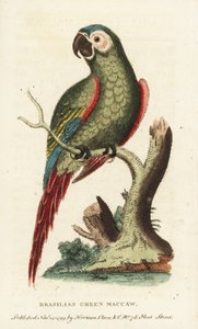Chestnut-fronted macaw, Ara severus. Brazilian green macaw. Illustration copied from George Edwards
