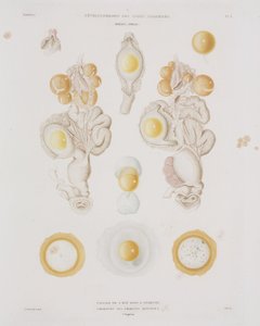 Chicken Egg in the Oviduct, c. 1847-1859 by Unbekannt