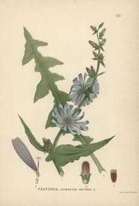 Chicory, Cichorium Intybus