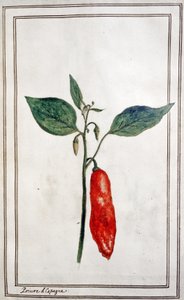Chilli, Spanish Pepper, c.1780-1800