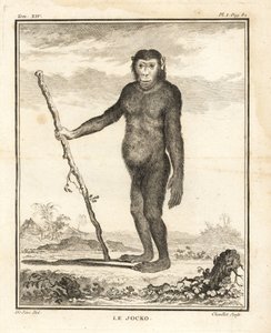 Chimpanzee, Pan troglodytes