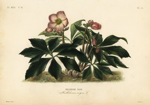 Christmas rose or black hellebore, Helleborus niger