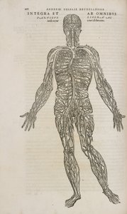 The venous system of the male human body by Unbekannt