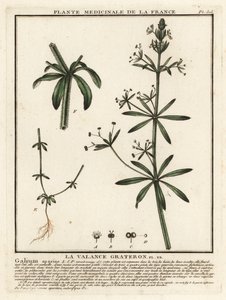 Cleavers, Galium aparine