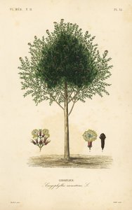 Clove tree by Unbekannt