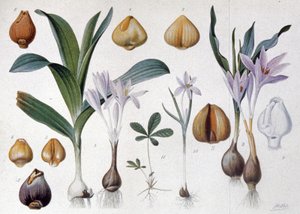 Colchicum