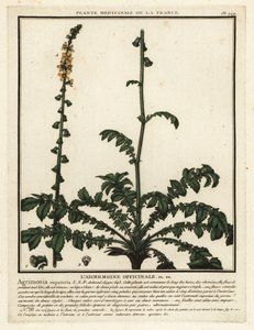 Common agrimony, Agrimonia eupatoria