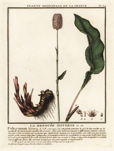 Common Bistort, Persicaria Bistorta