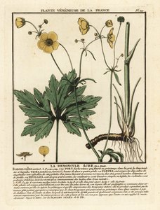 Common buttercup, Ranunculus acris