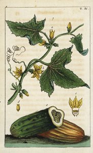Common cucumber, Cucumis sativus