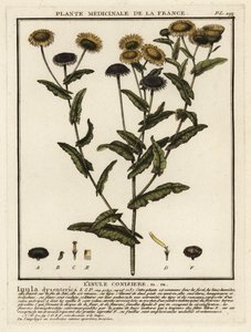 Common fleabane