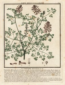 Common fumitory, Fumaria officinalis by Unbekannter Künstler
