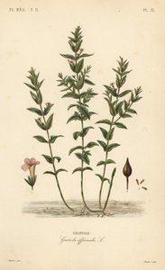 Common hedgehyssop, Gratiola officinalis by Unbekannt