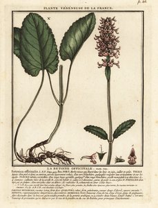 Common hedgenettle, Stachys officinalis