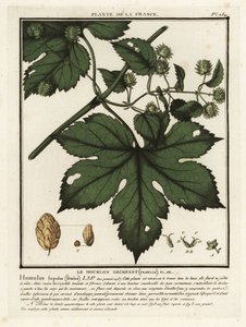 Common hops, Humulus lupulus