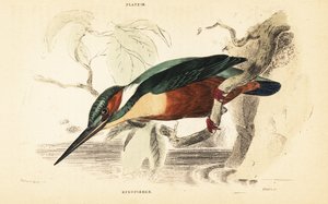Common kingfisher, Alcedo atthis. 1889