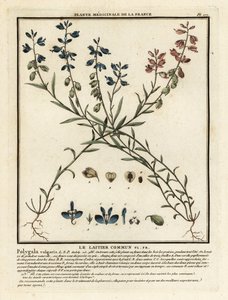 Common Milkwort, Polygala Vulgaris