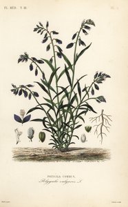 Common milkwort