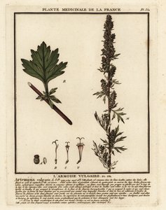 Common Mugwort, Artemisia Vulgaris by Unbekannter Künstler